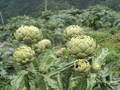 法國百合-朝鮮薊(Artichoke)介紹