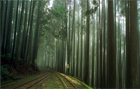 精緻阿里山奮起湖二日遊