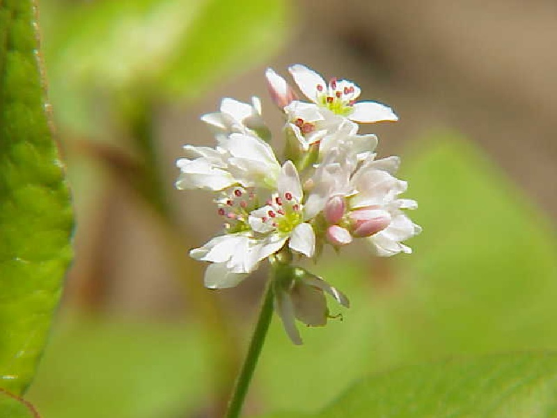 蕎麥花