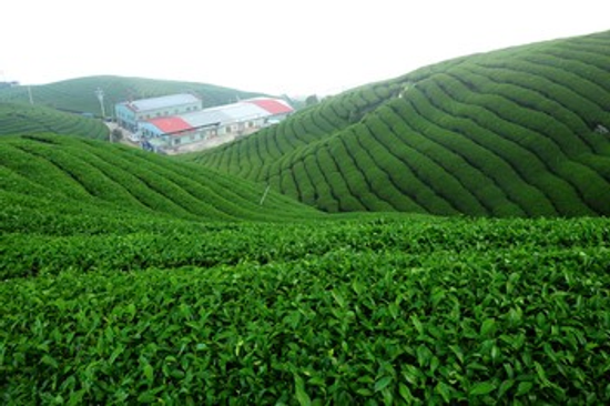 烏龍茶,高山茶,紅茶