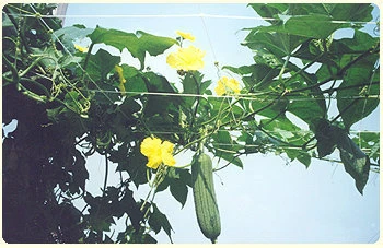 小黃瓜網絲瓜網甜椒網小番茄網農業用植物攀附網