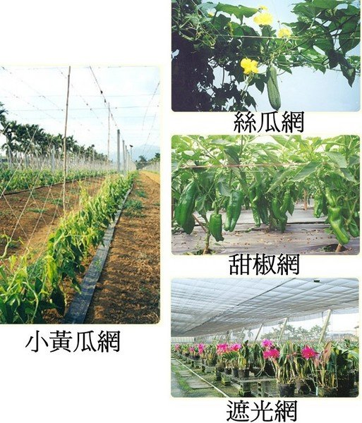 小黃瓜網絲瓜網甜椒網小番茄網農業用植物攀附網