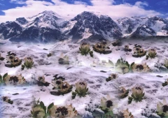 雪蓮花的生長環境