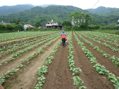 IE-101 開溝培土