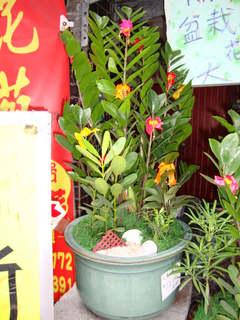 尺寸40*100cm~特價2500.....來店自取另享優惠~買盆栽找"熊愛的花苑"最便宜