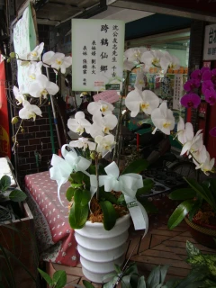 蘭花設計&租借