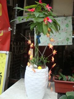 祝賀發財樹