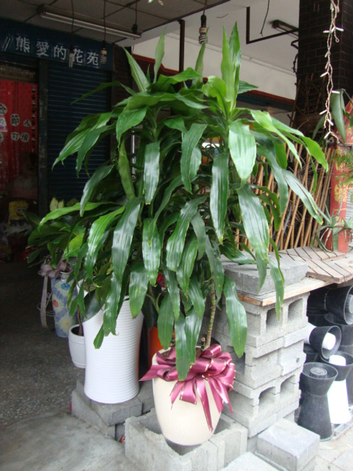開幕盆栽