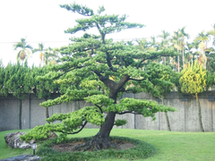 羅漢松