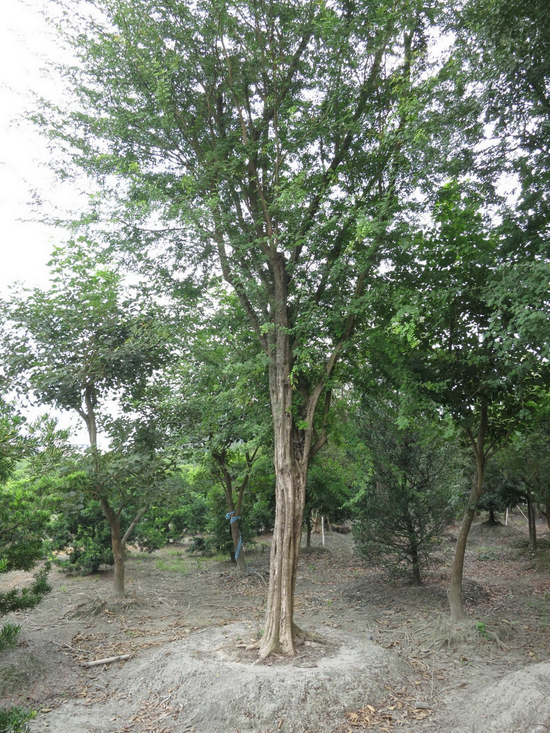 庭院 園藝景觀 造景設計施工 苗木灌木花卉草皮批發