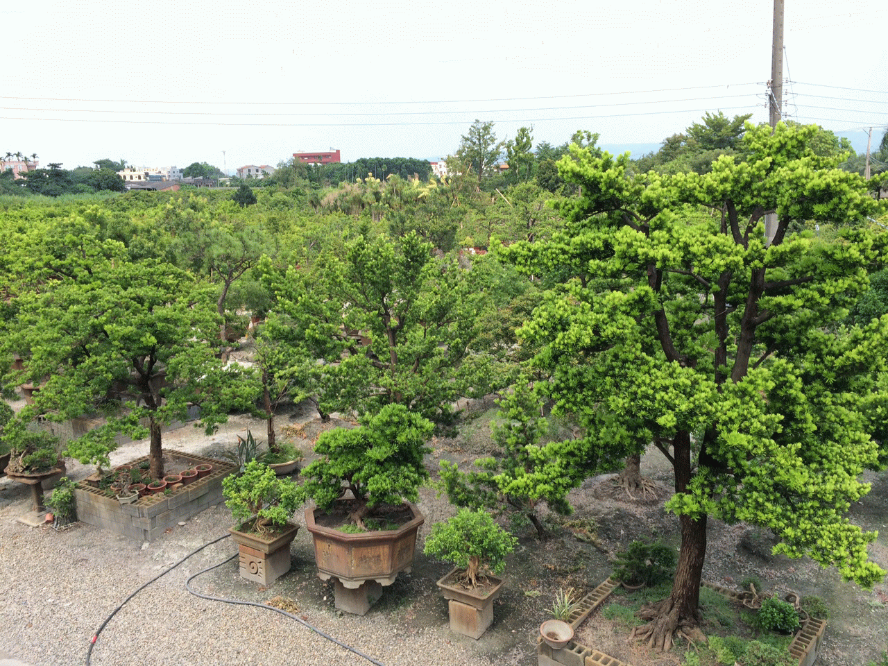 庭園造景規劃施工 庭院主樹及盆栽 植物進出口業務 花卉灌木草皮批發