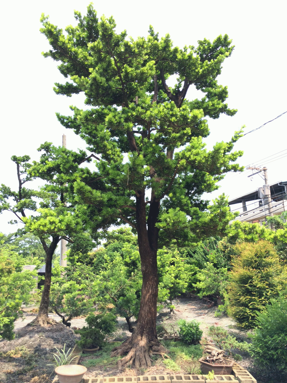 植物進出口業務 花卉灌木草皮批發 產品內容:蘭嶼羅漢松,真柏,黑松