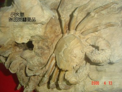 老山木藝雕-多謝(蟹)