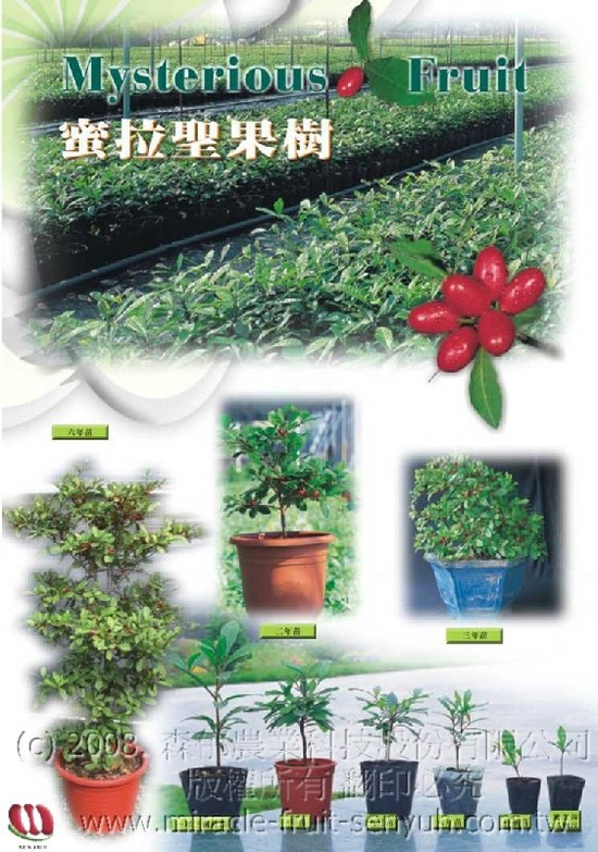 神秘果樹的成長