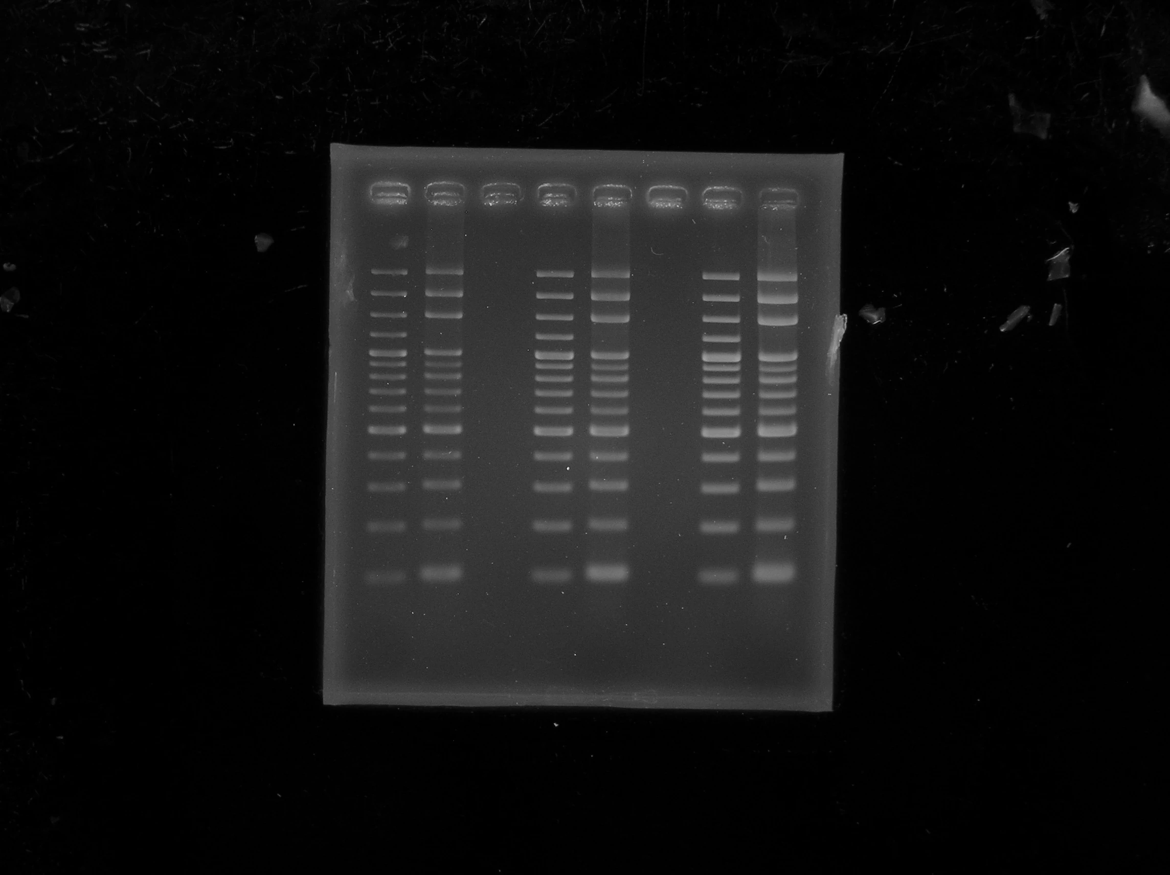 Fermentas vs 100 bp DNA Ladder