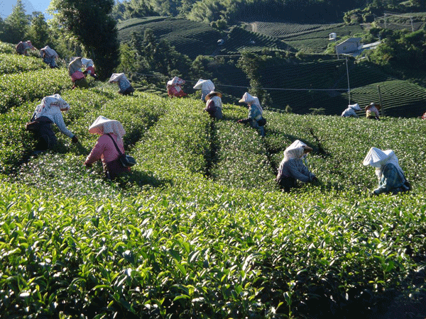 阿里山茶 自產自銷 專業代工