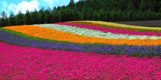 紫戀北海道～花現富良野、溫泉螃蟹五日